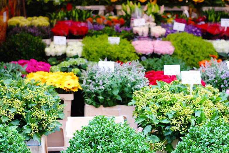 Amsterdam's Bloemenmarkt Amsterdam's Bloemenmarkt