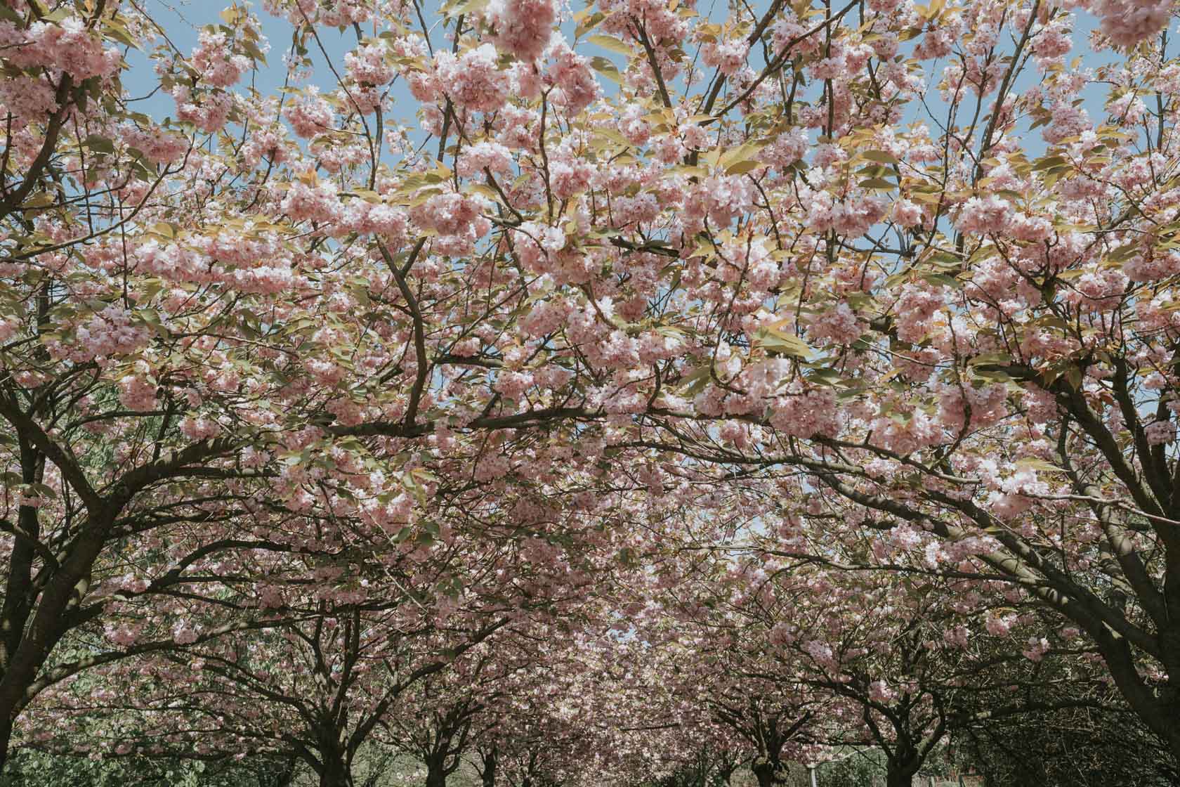 Cherry blossoms in Berlin