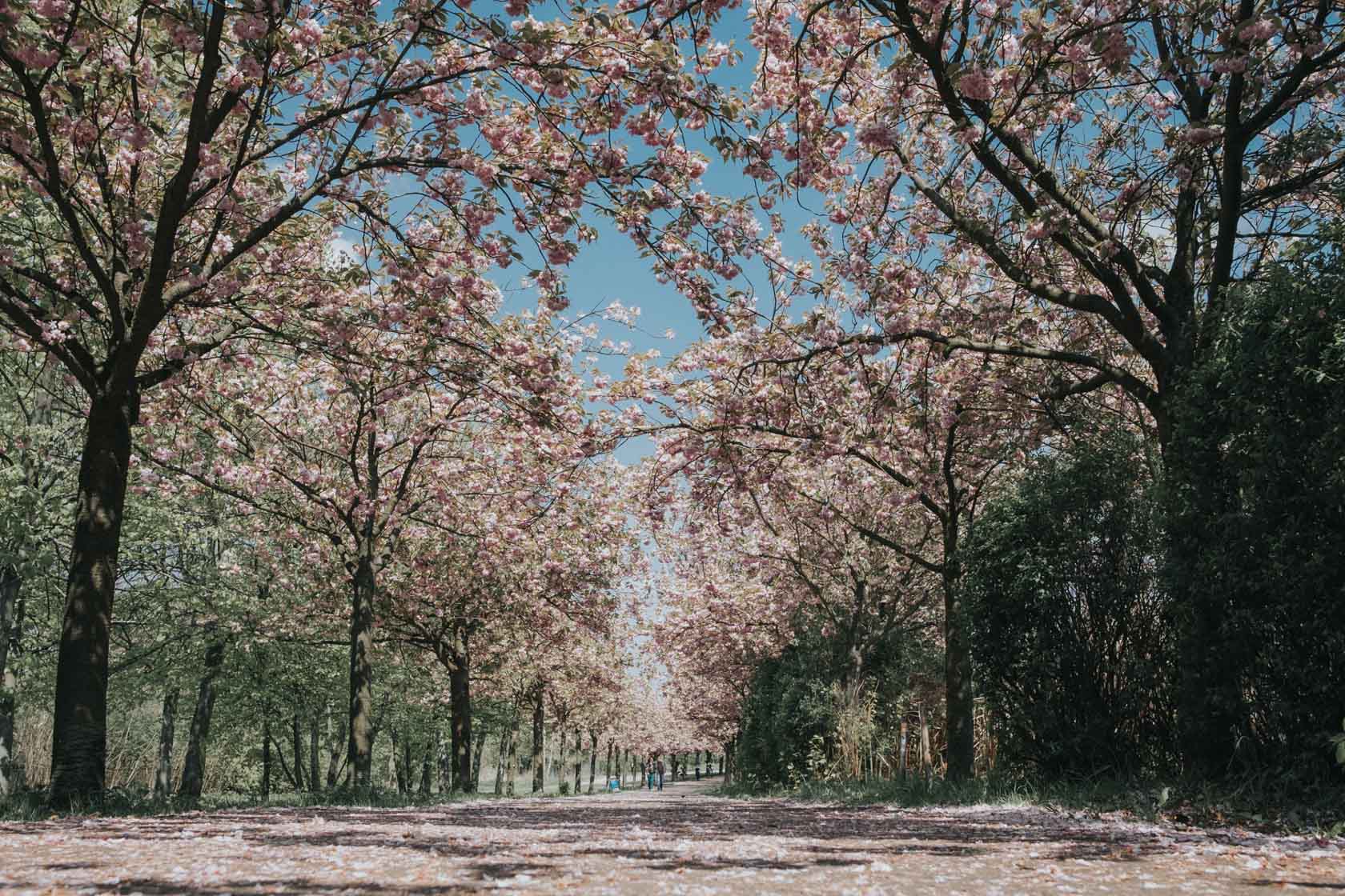 Cherry blossoms in Berlin