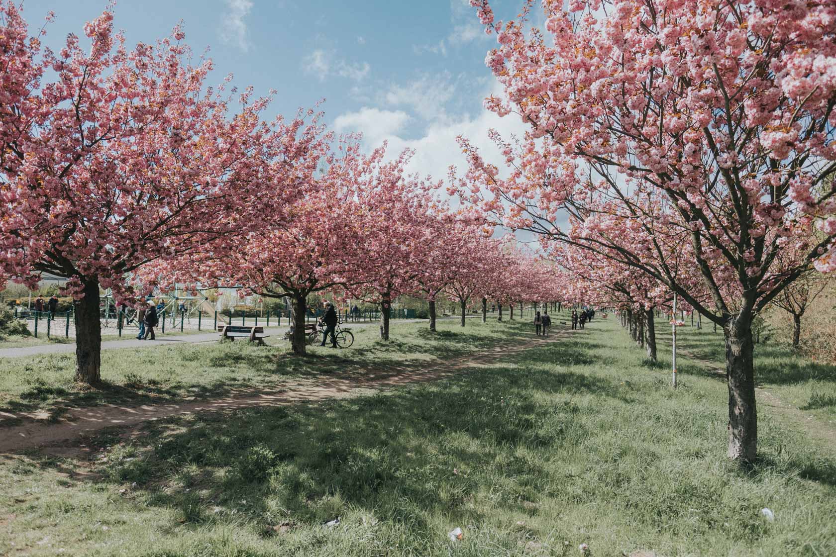 Cherry blossoms in Berlin