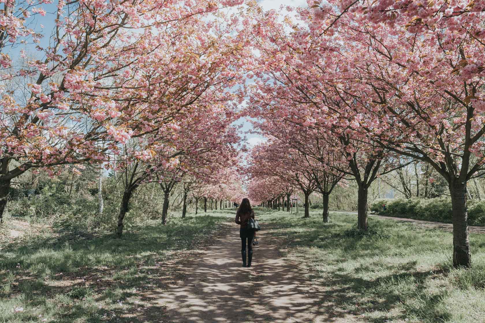 Cherry blossoms in Berlin