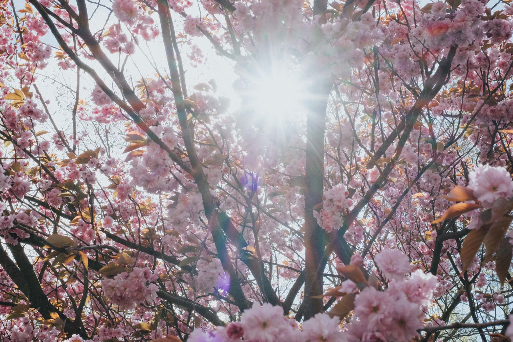 Cherry blossoms in Berlin