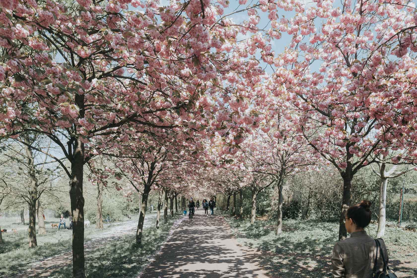 Cherry blossoms in Berlin