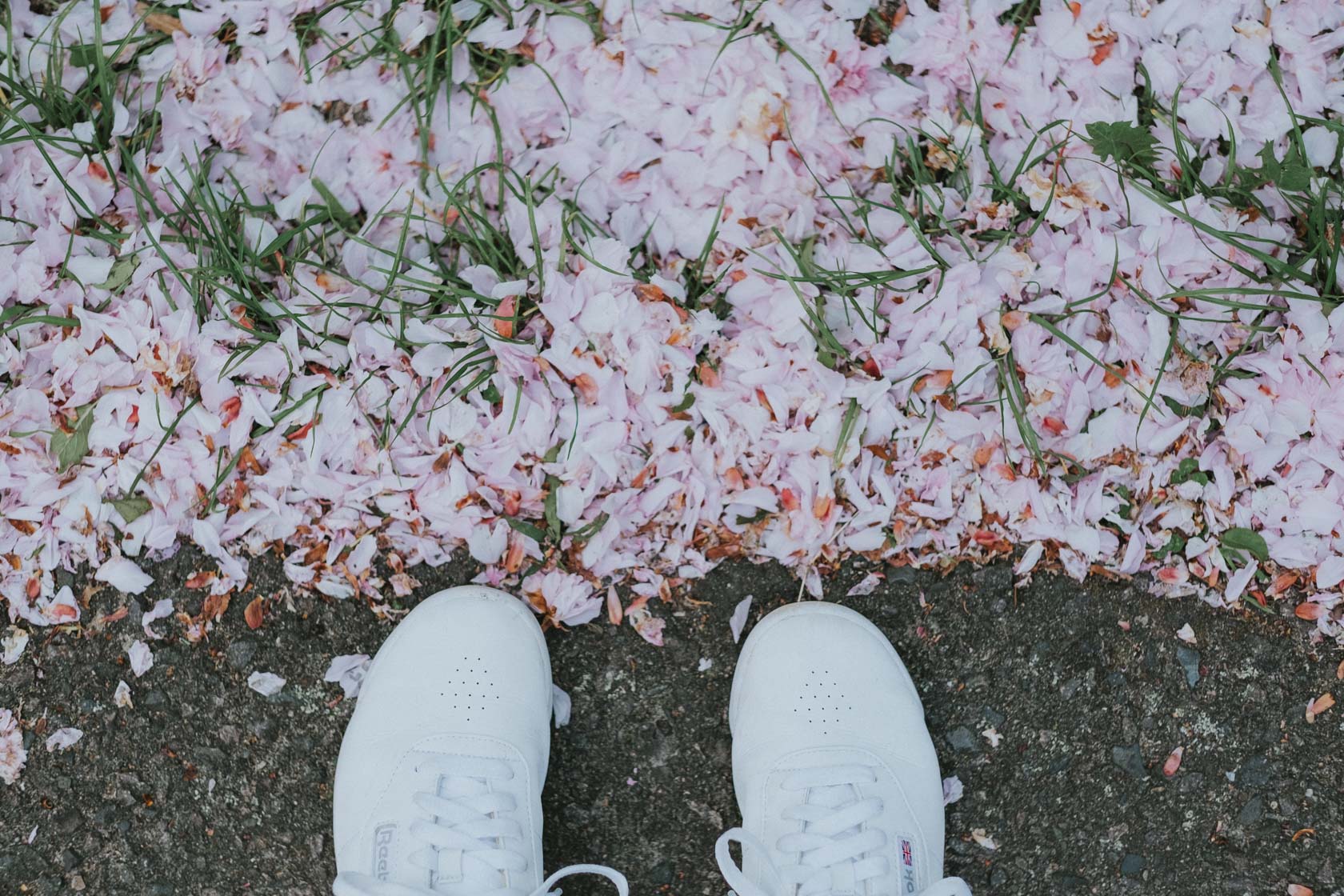 Cherry blossoms in Berlin