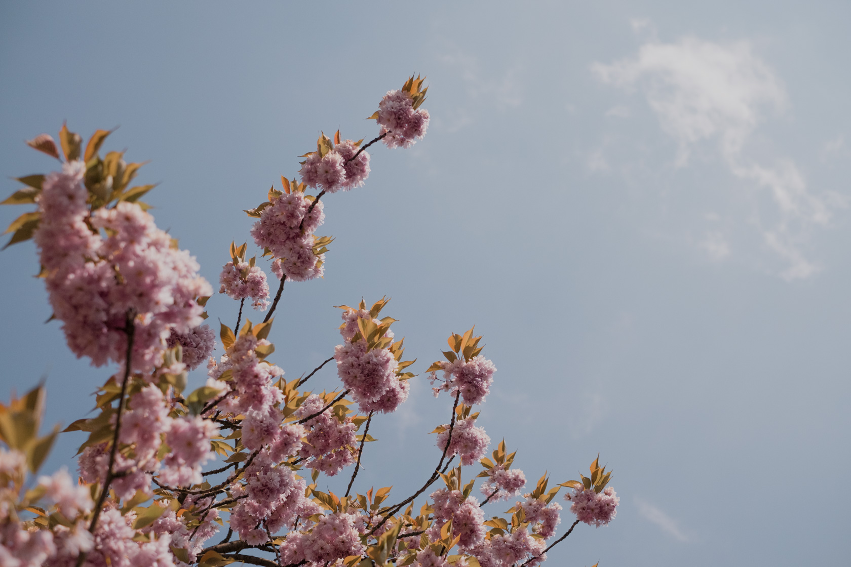 Cherry blossoms in Berlin