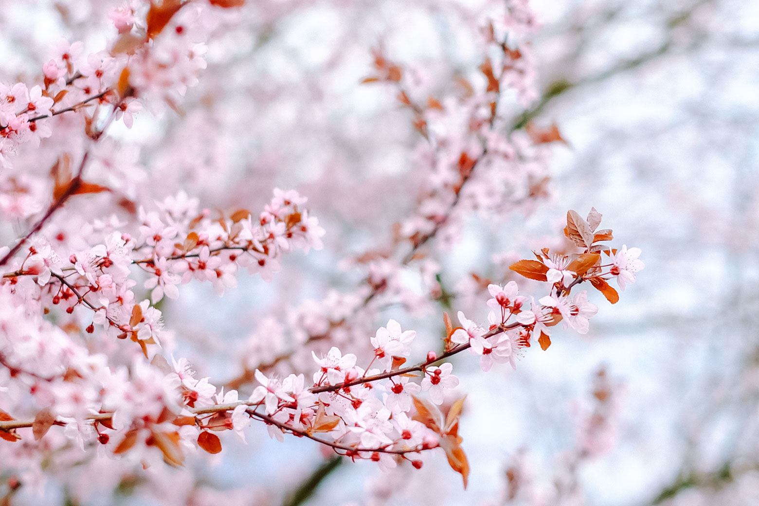 Cherry blossoms in Britzer Garten