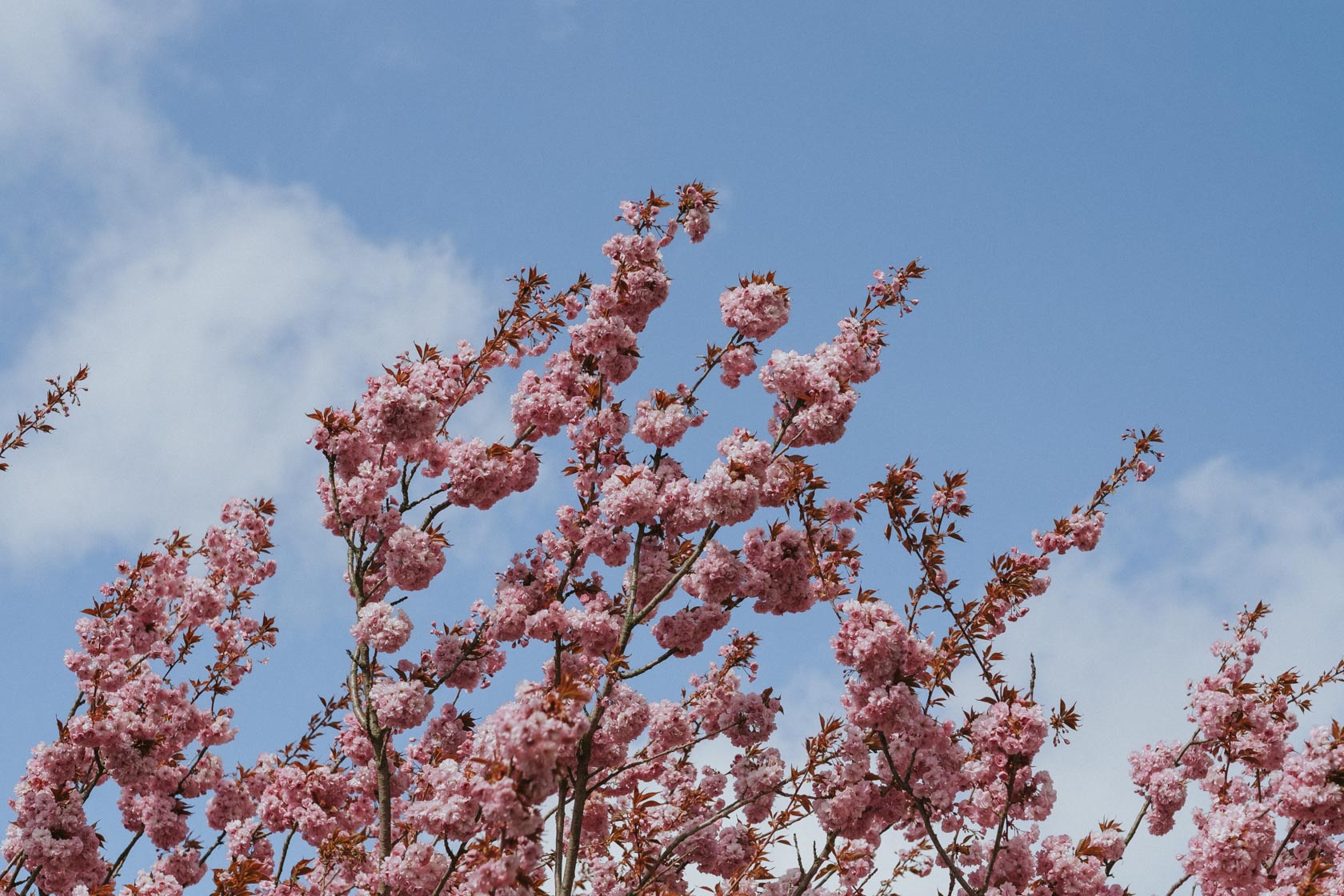 Cherry blossoms in Berlin