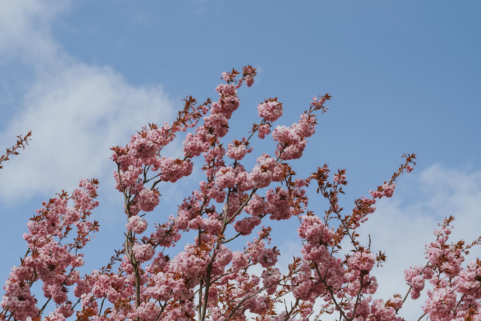 The Best Spots To View Cherry Blossoms In Berlin