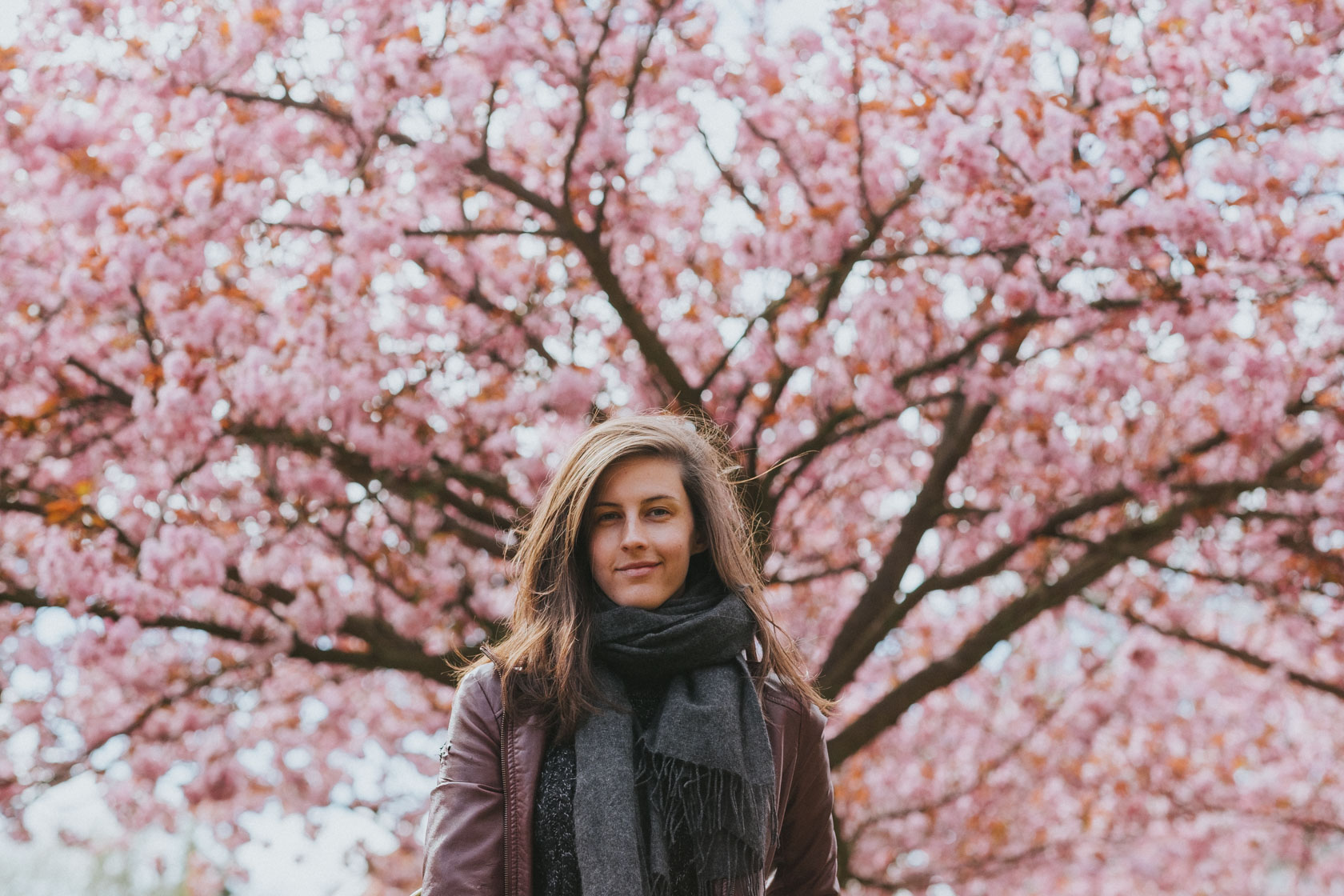 Cherry blossoms in Berlin