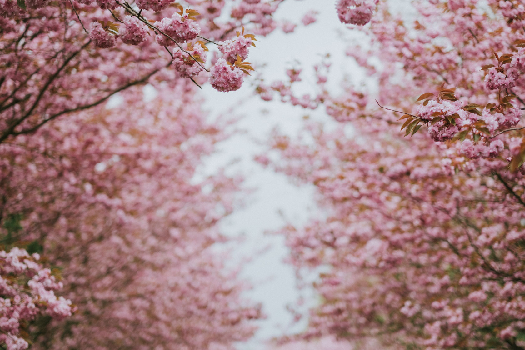 Cherry blossoms in Berlin