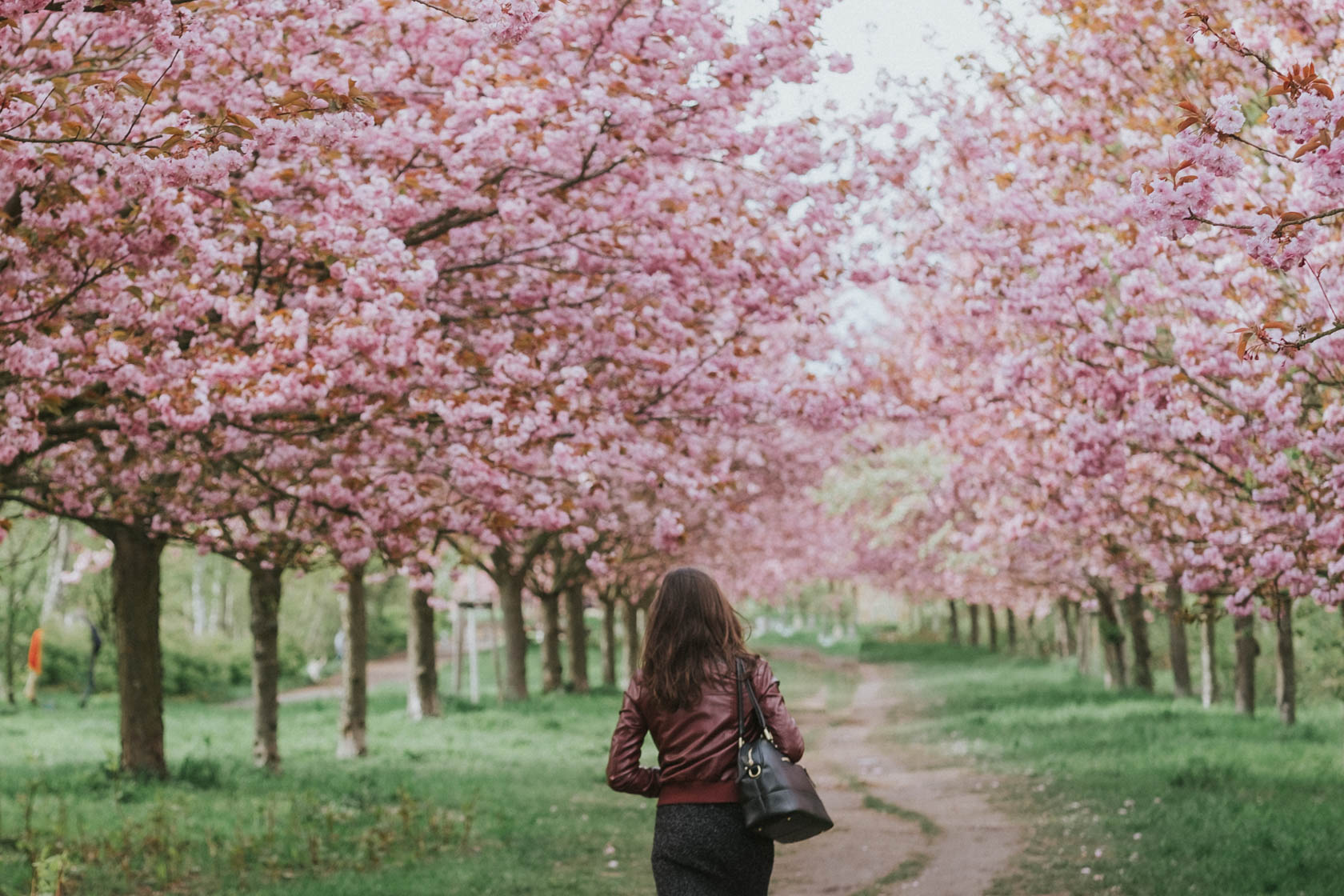 Cherry blossoms in Berlin