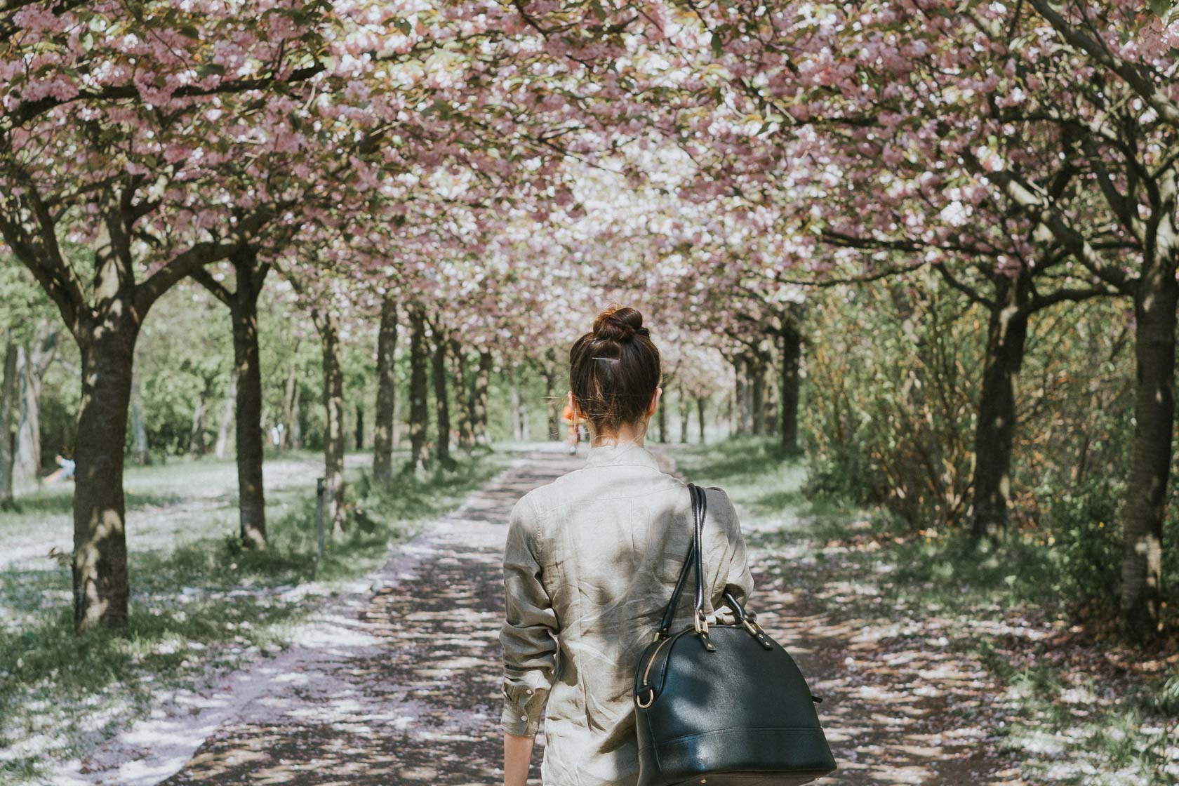 Cherry blossoms in Berlin