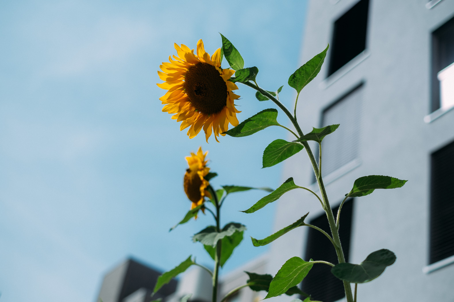 A sunflower