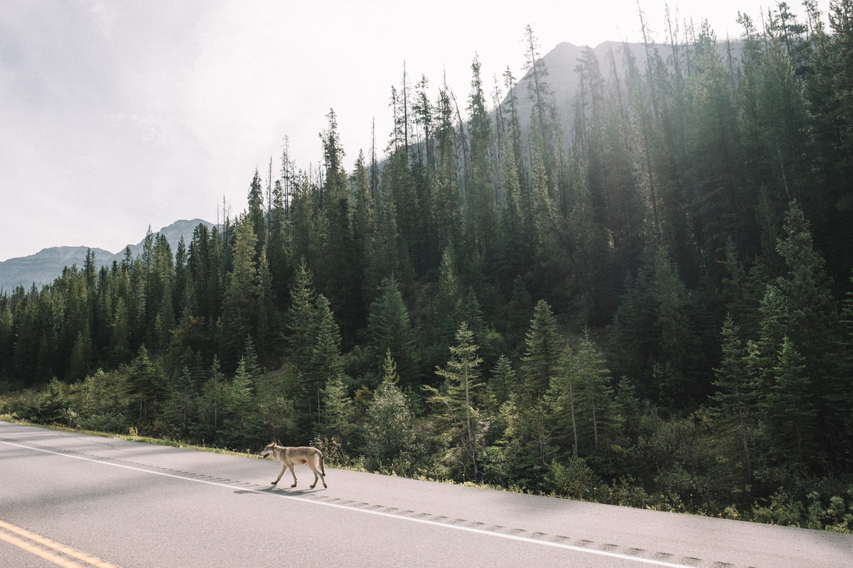 Wolf in Banff National Park