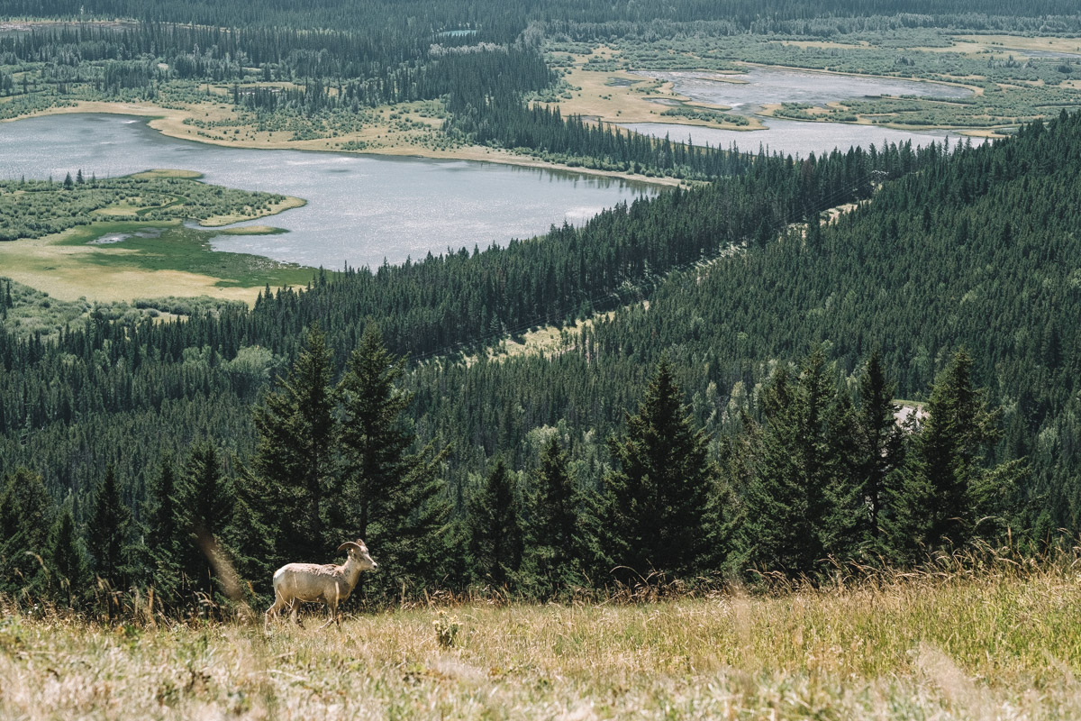 Mountain sheep on Mount Norquay