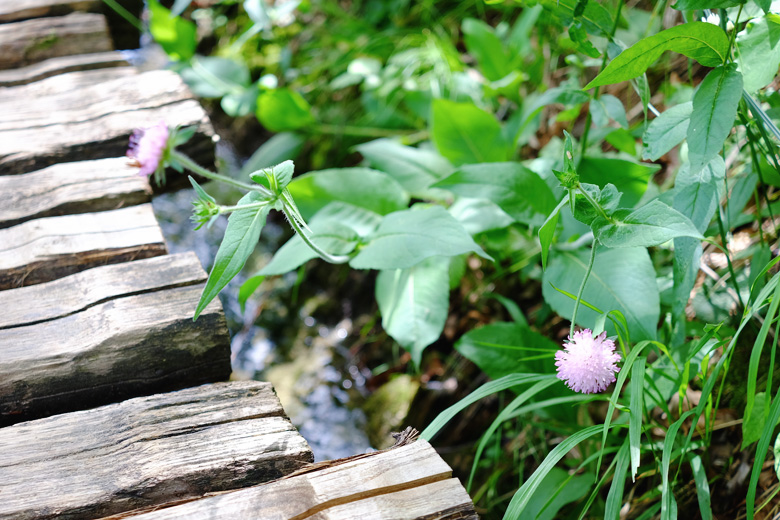 Wildflowers in Croatia's Plitvice Lakes National Park, located in Northern Dalmatia. Wildflowers in Croatia's Plitvice Lakes National Park, located in Northern Dalmatia.