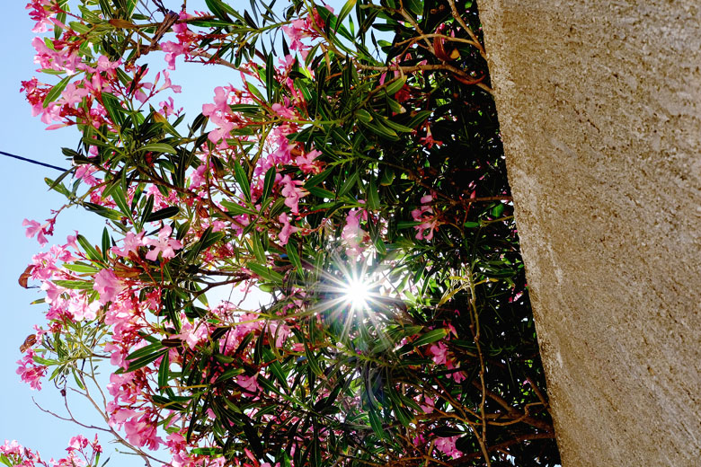Flowers hanging over the wall of the St Michel's fortress in Šibenik, Croatia. Flowers hanging over the wall of the St Michel's fortress in Šibenik, Croatia.