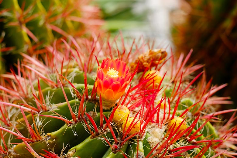 Barrel cactus in Le jardin exotique d'Èze Barrel cactus in Le jardin exotique d'Èze
