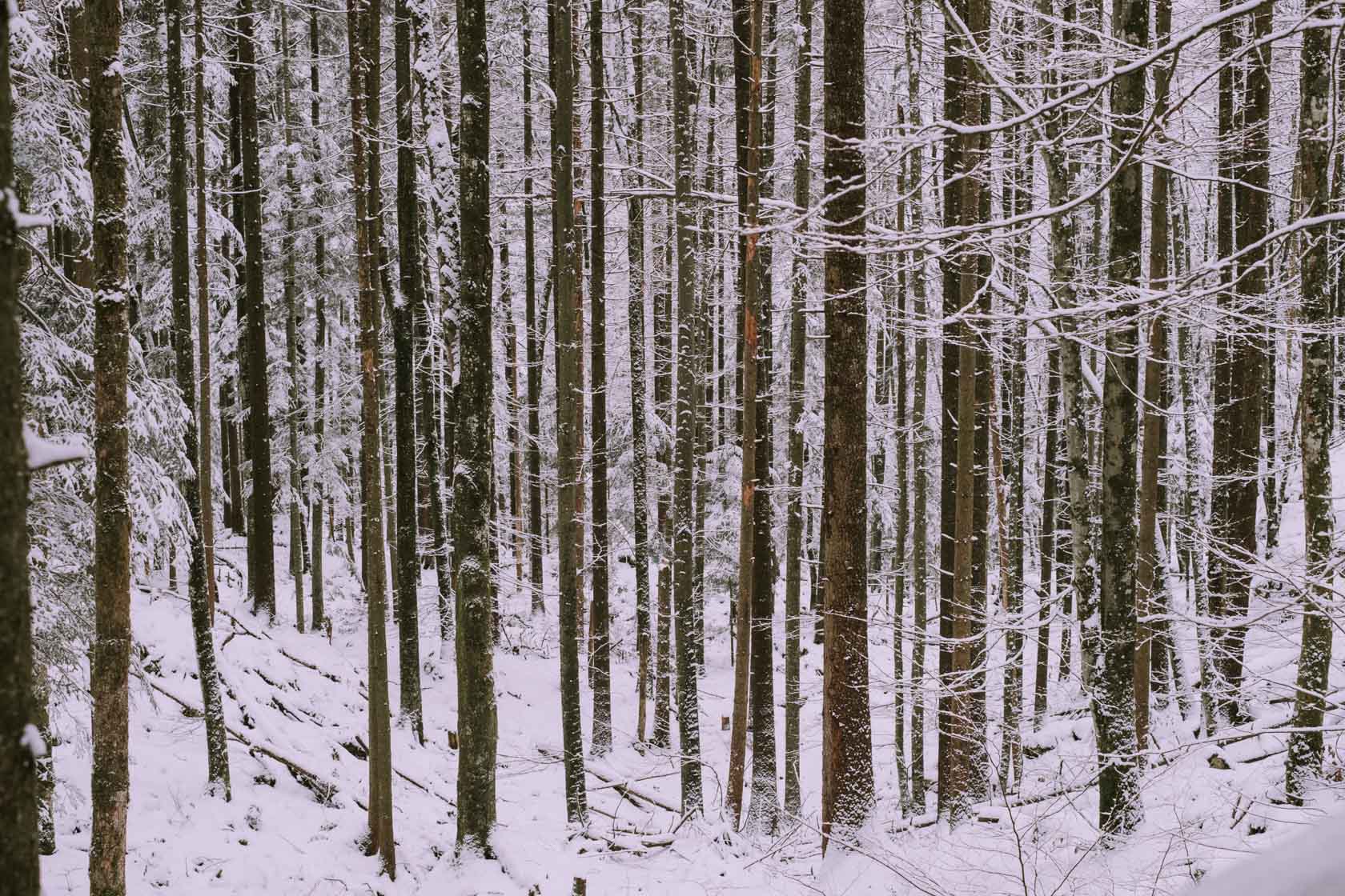 Koenigssee, Bavaria in Winter