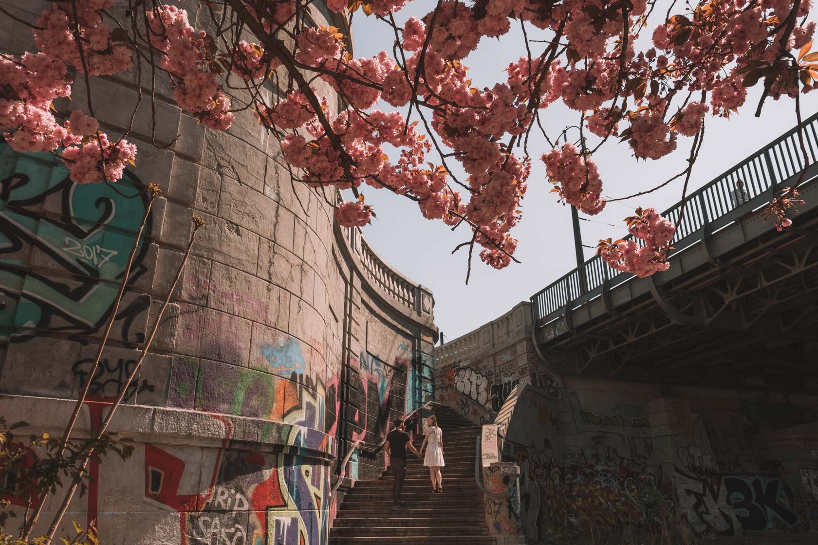 Cherry Blossoms in Berlin