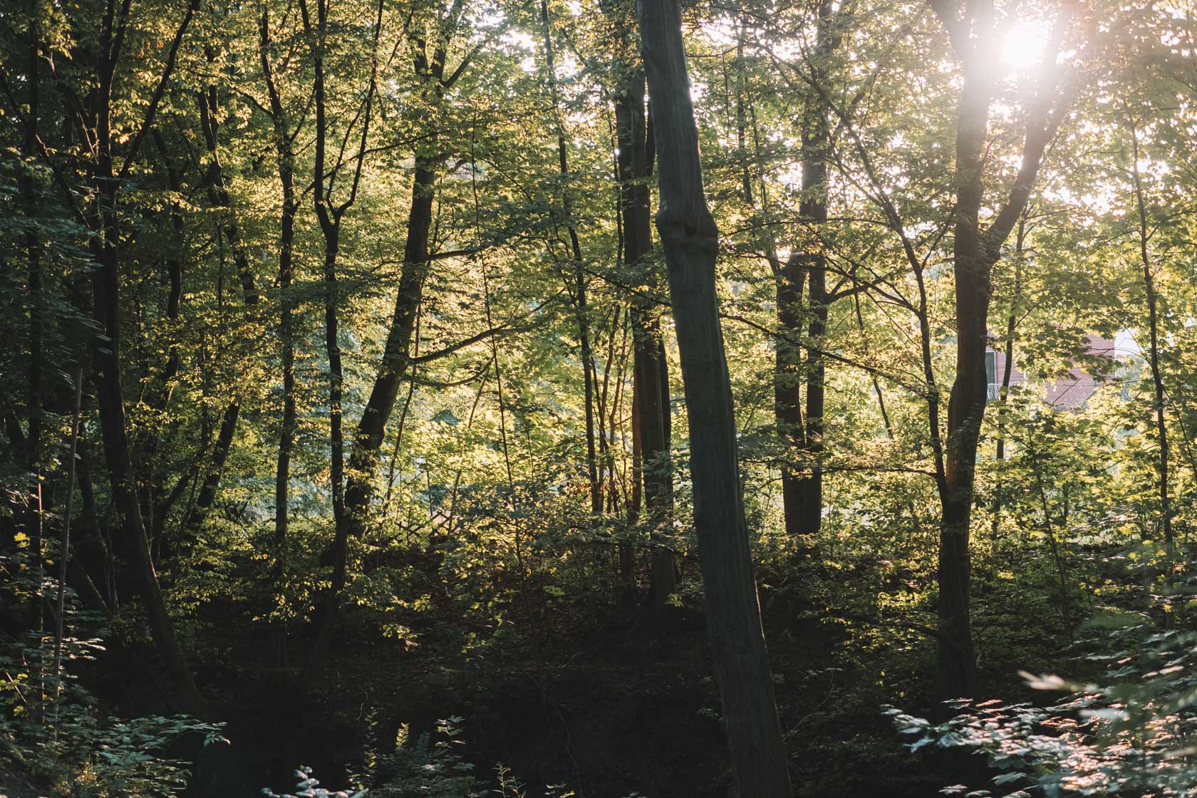 Harz Mountains