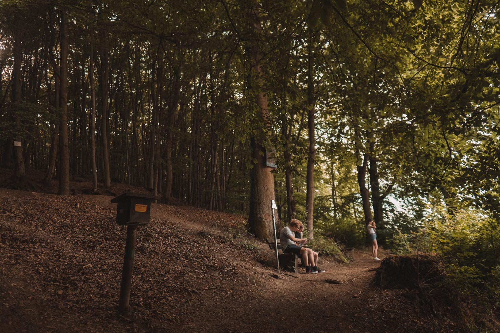 Luther Beech Forest