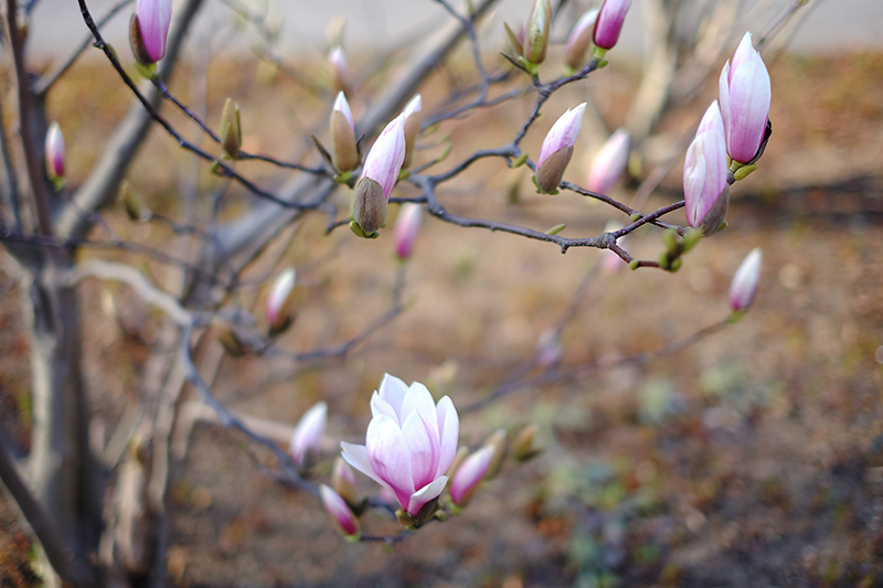 Spring starts early in Austria Spring starts early in Austria