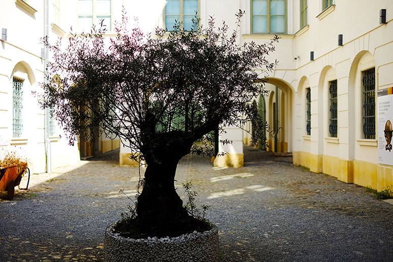 An italian-style courtyard off of Sackstrasse, complete with olive tree An italian-style courtyard off of Sackstrasse, complete with olive tree