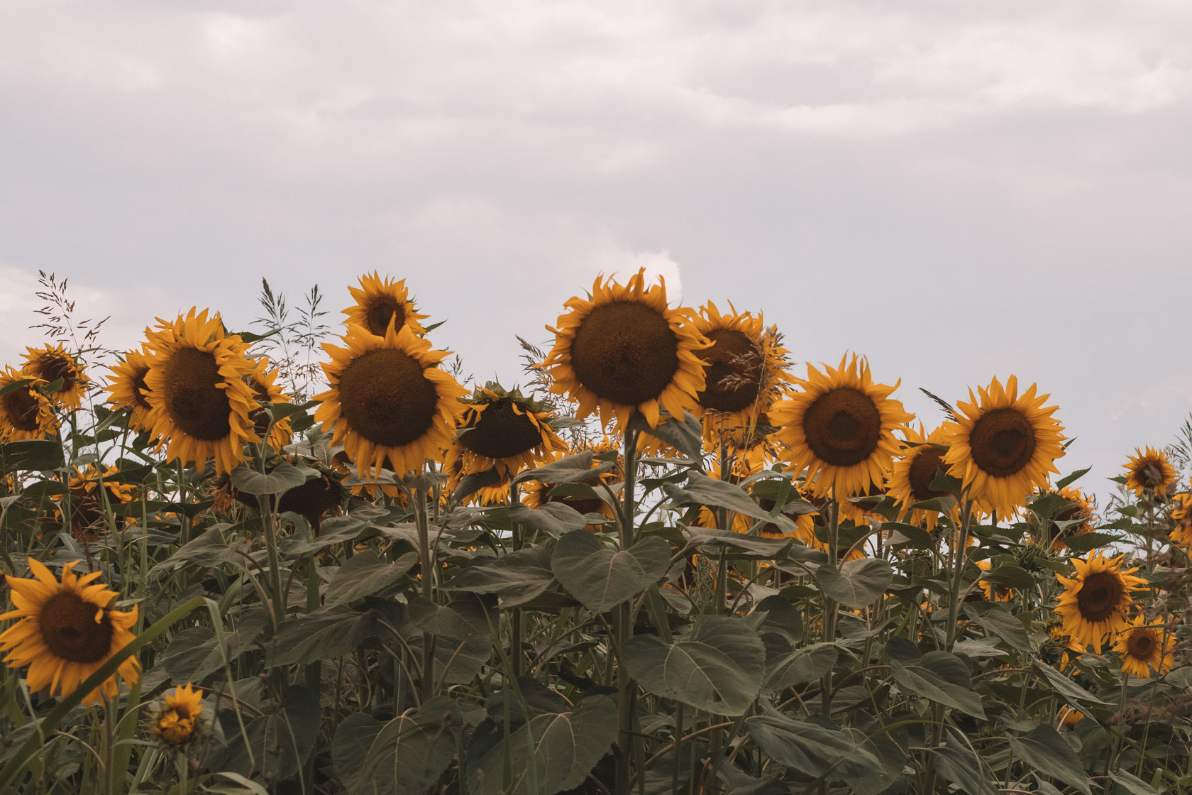 Sunflowers in Northern Greece