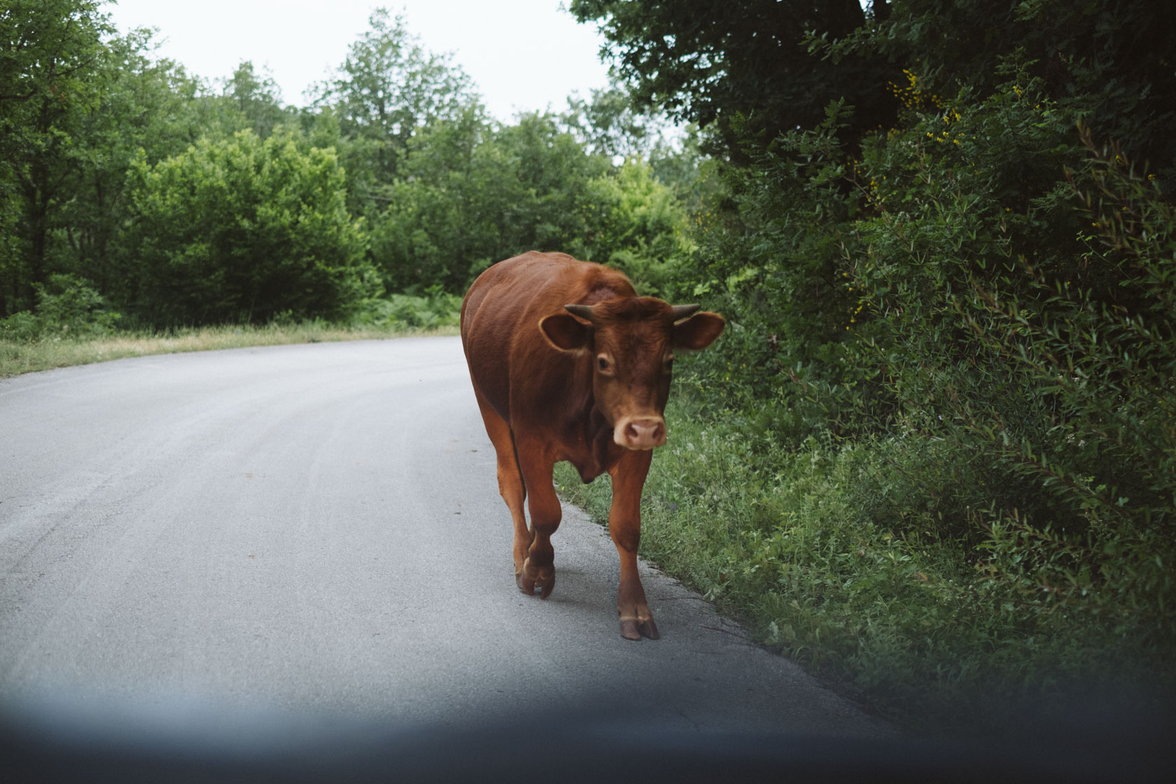 Cows in Zagori