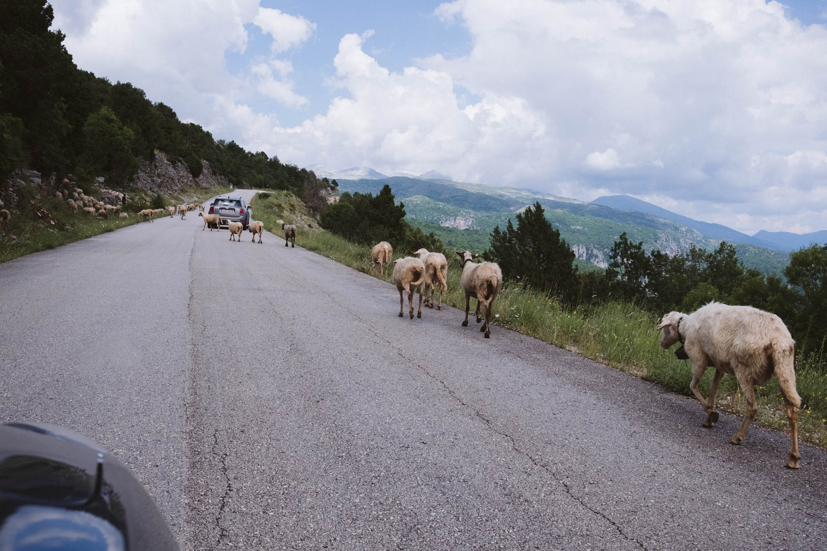 Sheep on the road