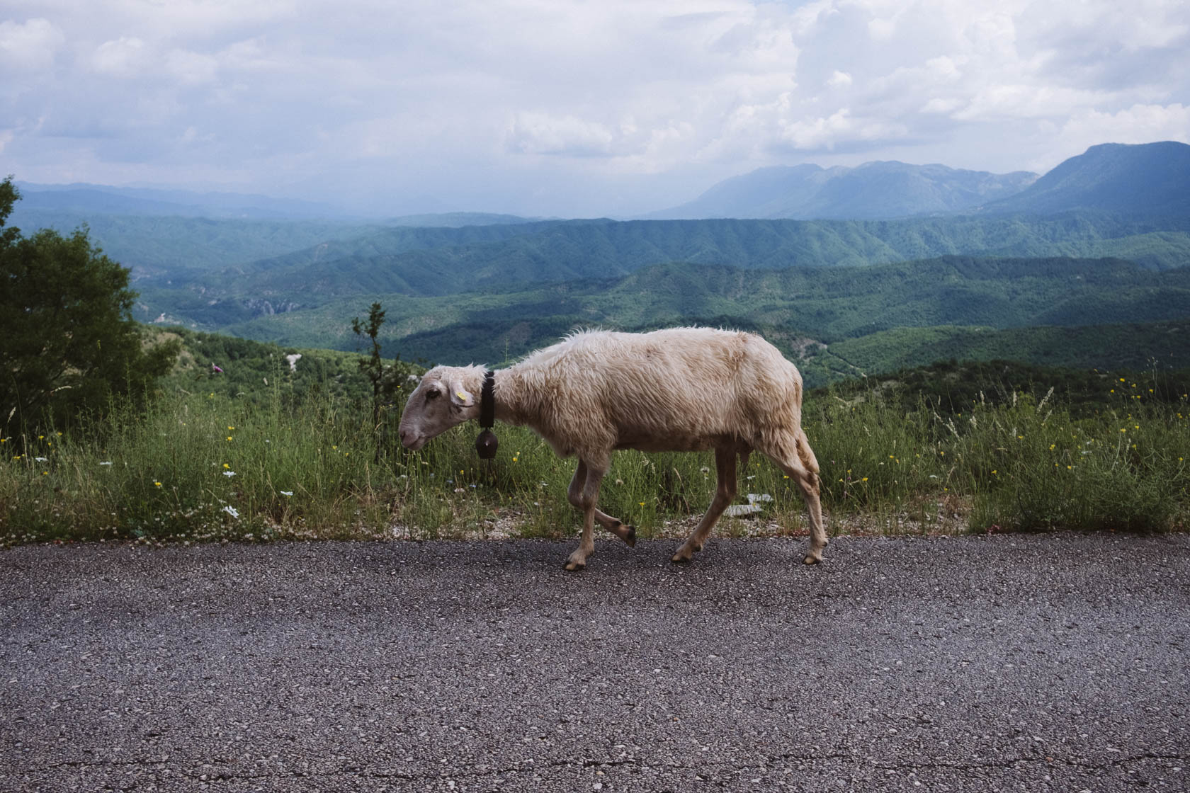 Sheep on the road