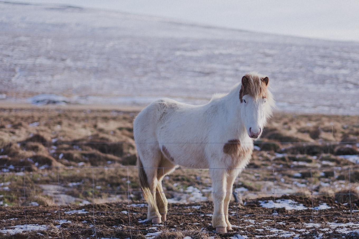 Icelandic horse