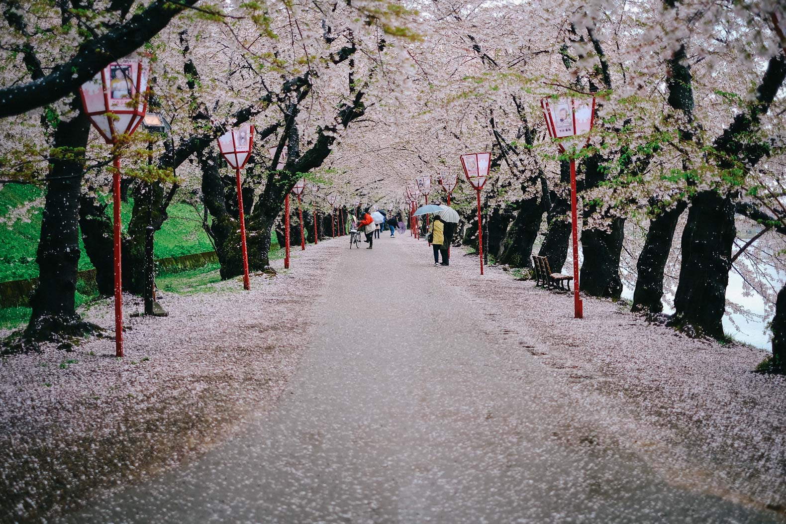 Cherry Blossom Tunnel, Hirosaki