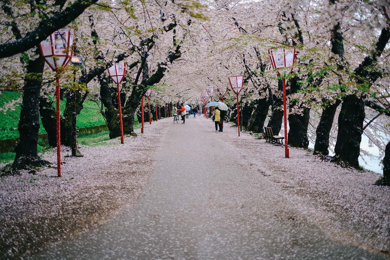 The sakura tunnel in Hirosaki, Japan.