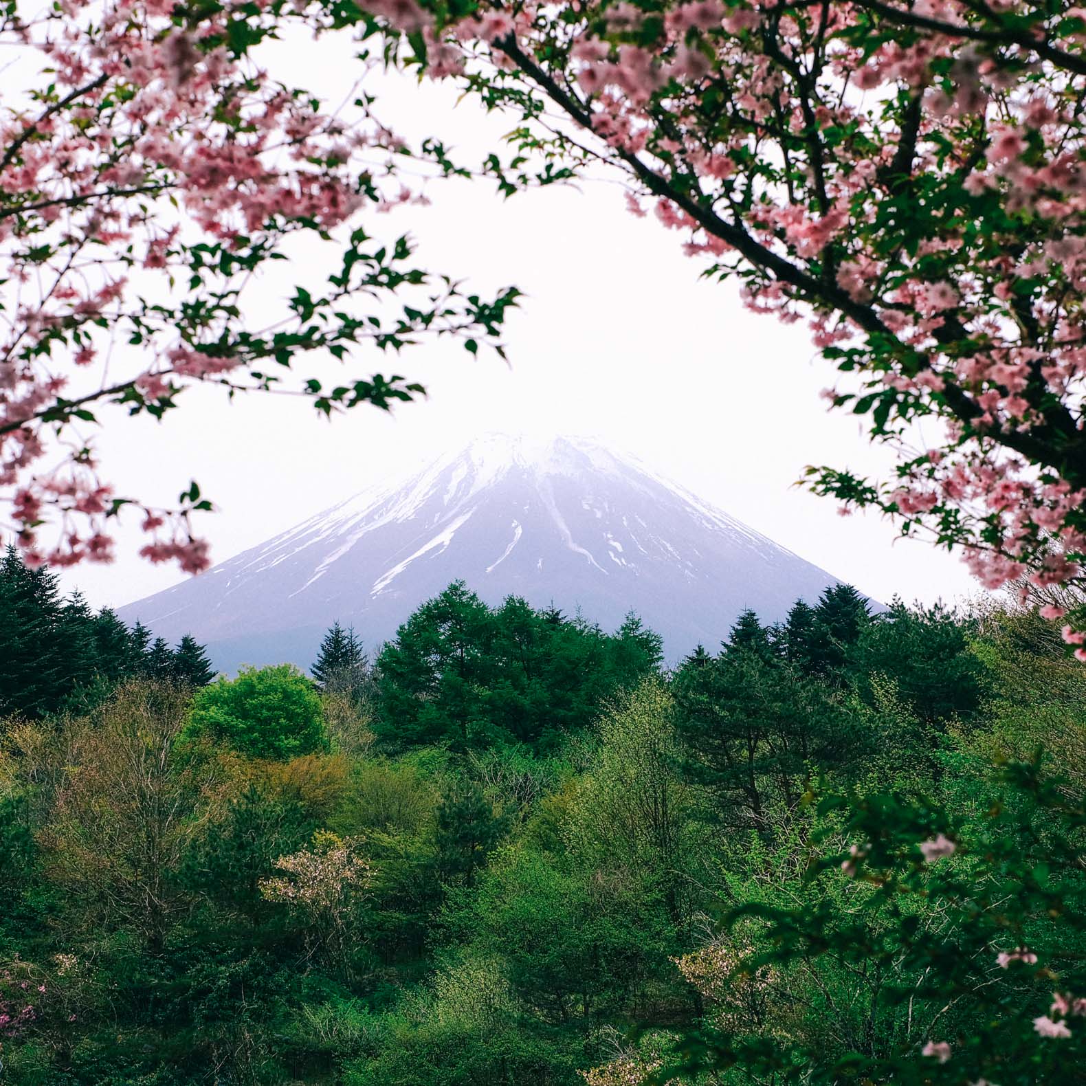 Cherry blossoms framing Mt. Fuji in Japan.
