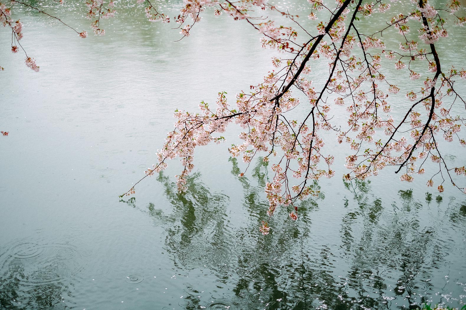 Cherry blossoms reflected in the lake