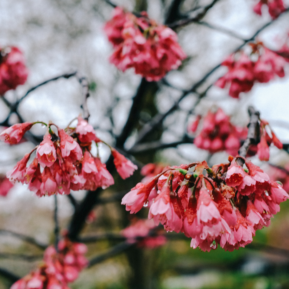 Weeping cherry trees are categorically called Shidarezakura in Japanese.