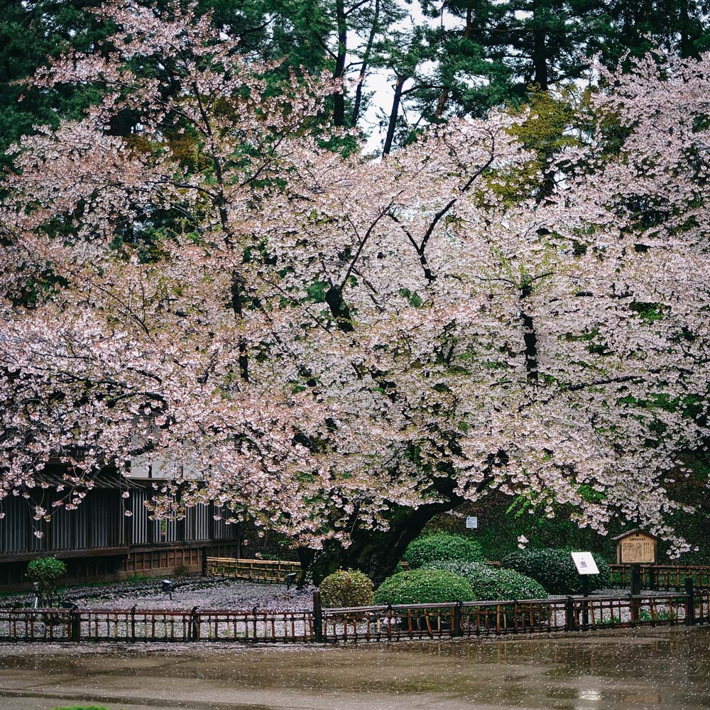 The oldest cherry blssom tree in Hirosaki Castle Park, at 120 years old.