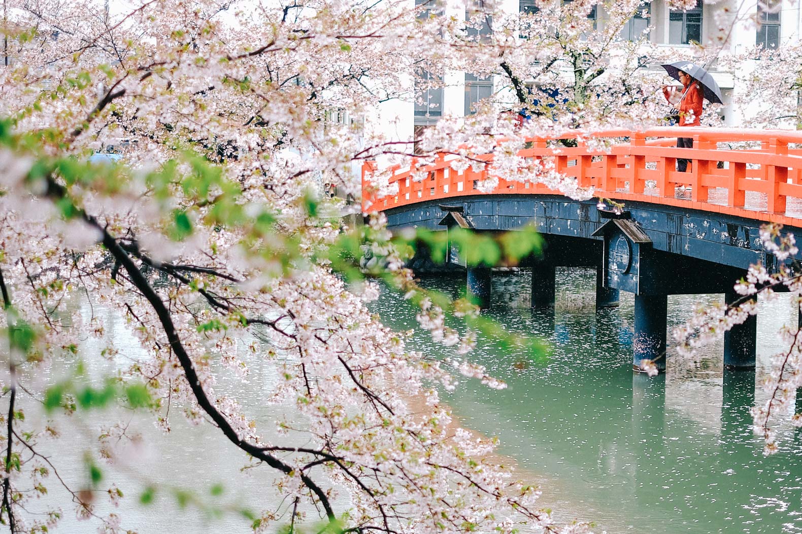 Cherry blossom trees at the Hirosaki Castle Park.