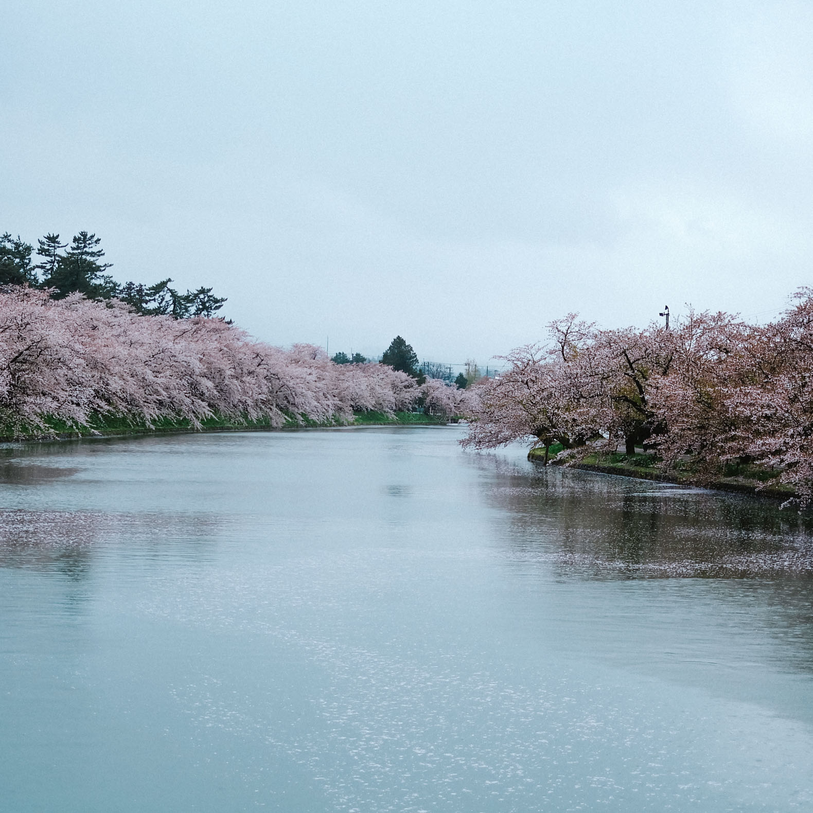 Flowers on the banks of the moat encircling Hirosaki Castle Park.