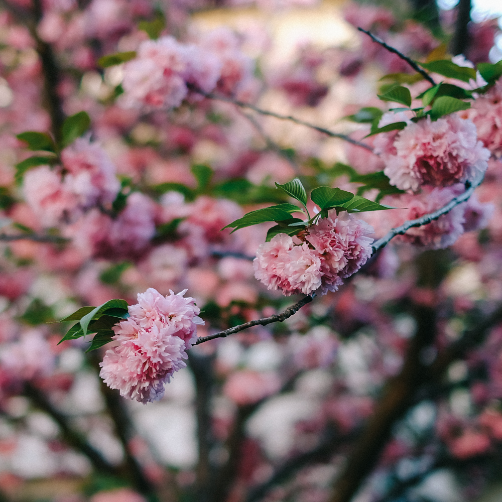 Cherry blossoms along the Philosopher's path in Kyoto