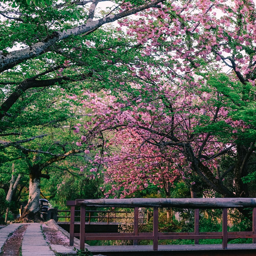 Cherry blossom trees on the Philosopher's path, Japan.
