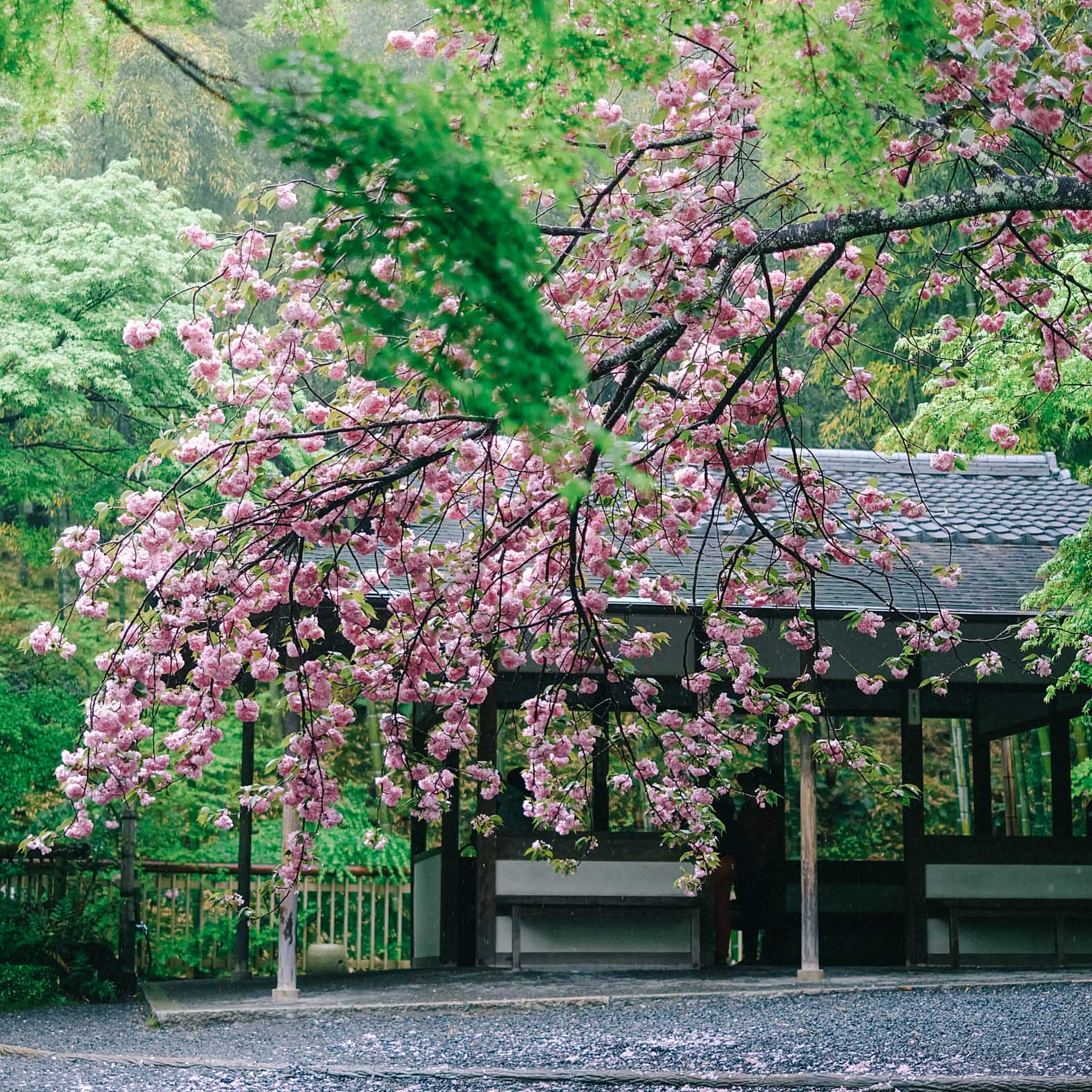 Cherry trees in full bloom at Tenryu-Ji in Kyoto in late April.