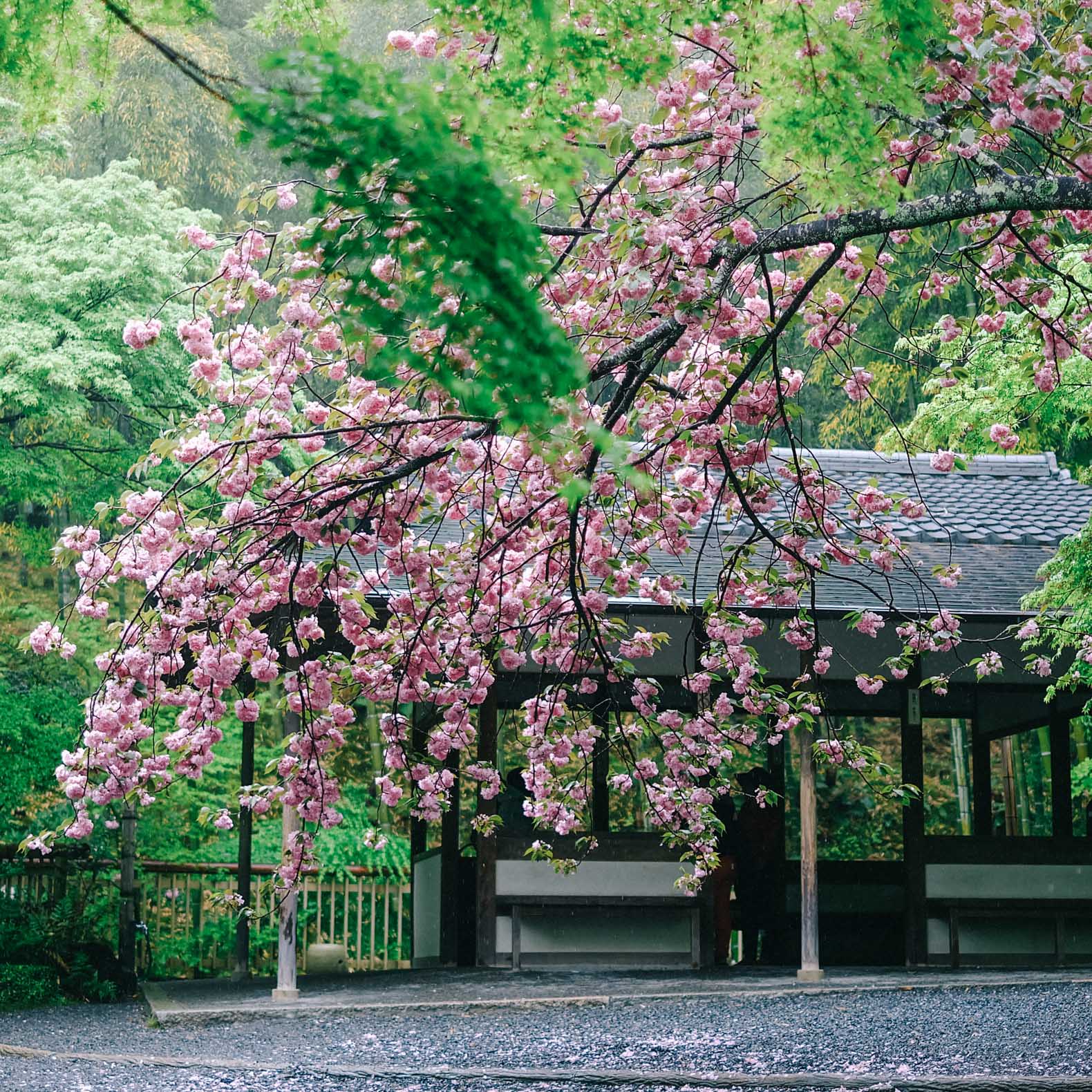 Everything You Need to Know to Enjoy the Cherry Blossom Season in Japan 