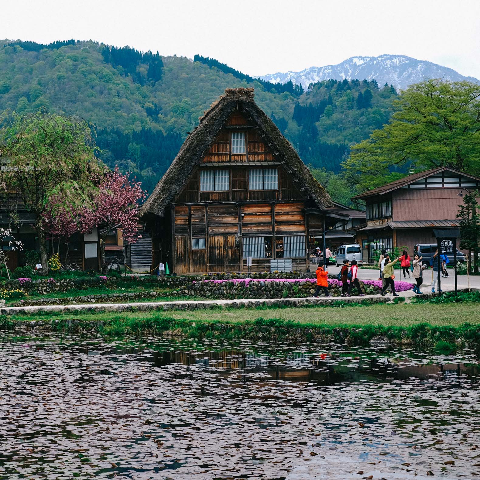 Cherry blossom tree in bloom in Shirakawa-go in the Japan alps.