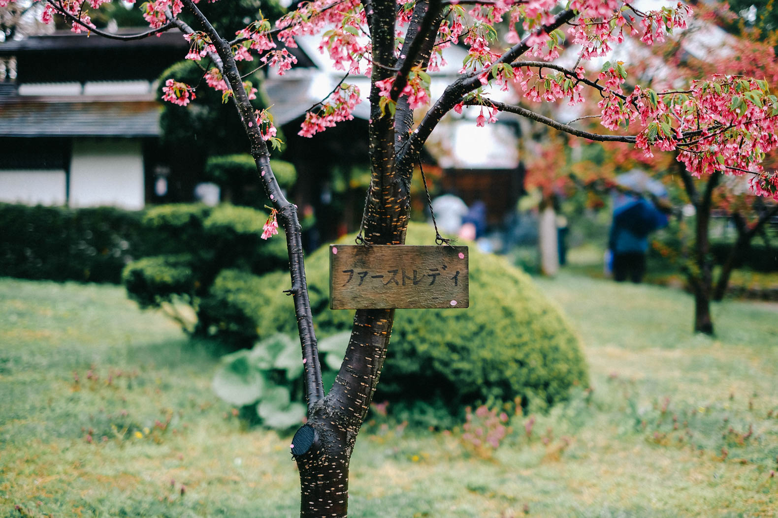 Hirosaki cherry blossom tree