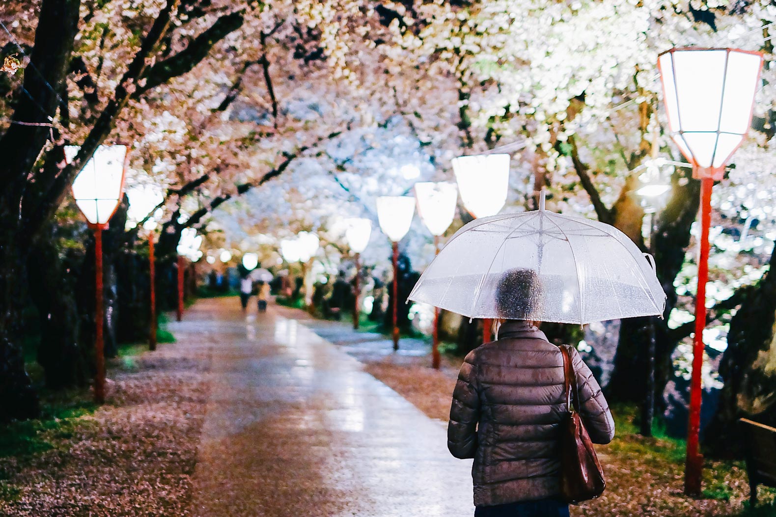 Sakura tunnel