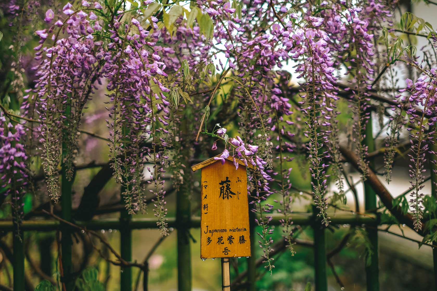 Tenryu-Ji, Kyoto