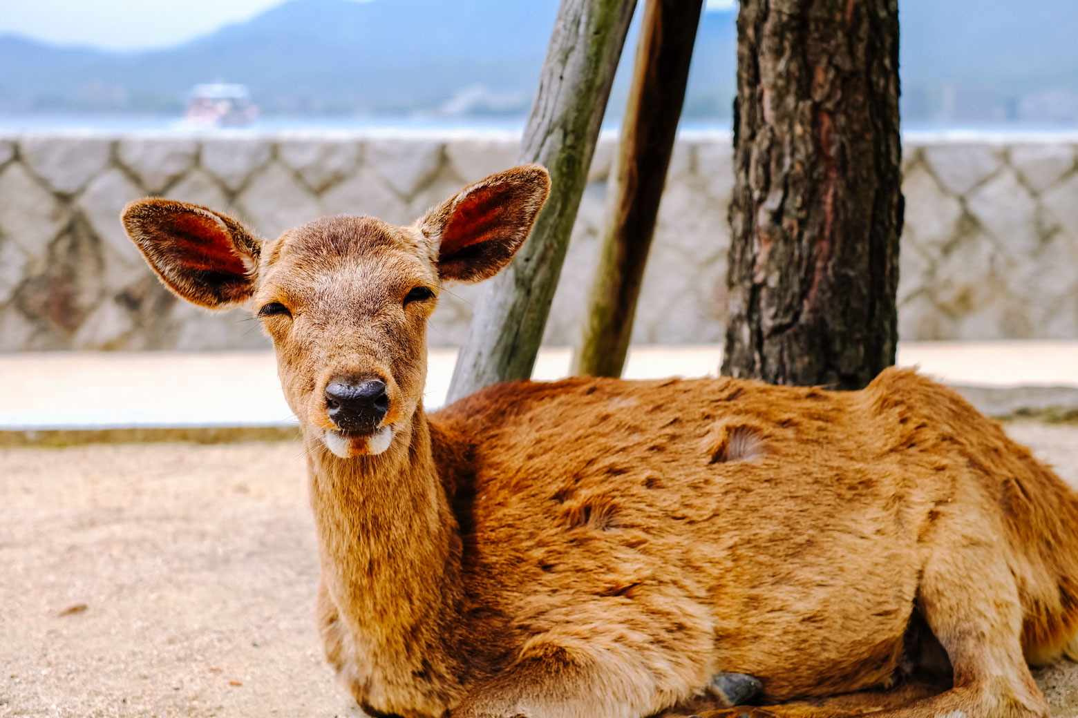 Mt Misen, Miyajima: Welcome to Japan's holiest island